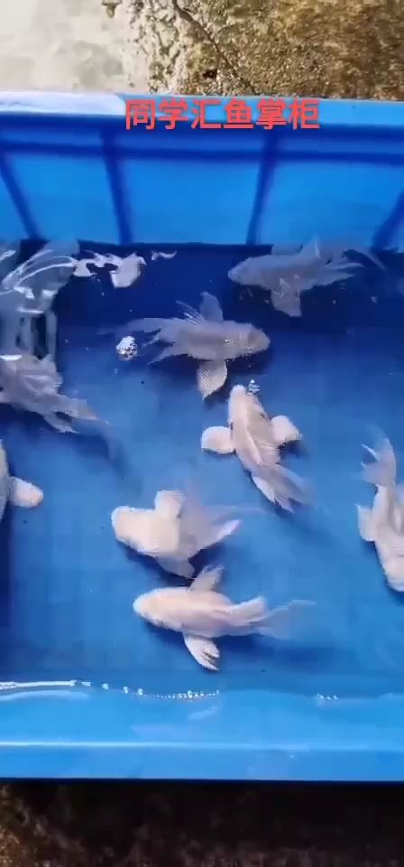 山南水族馆欣赏一下极品大胸妹