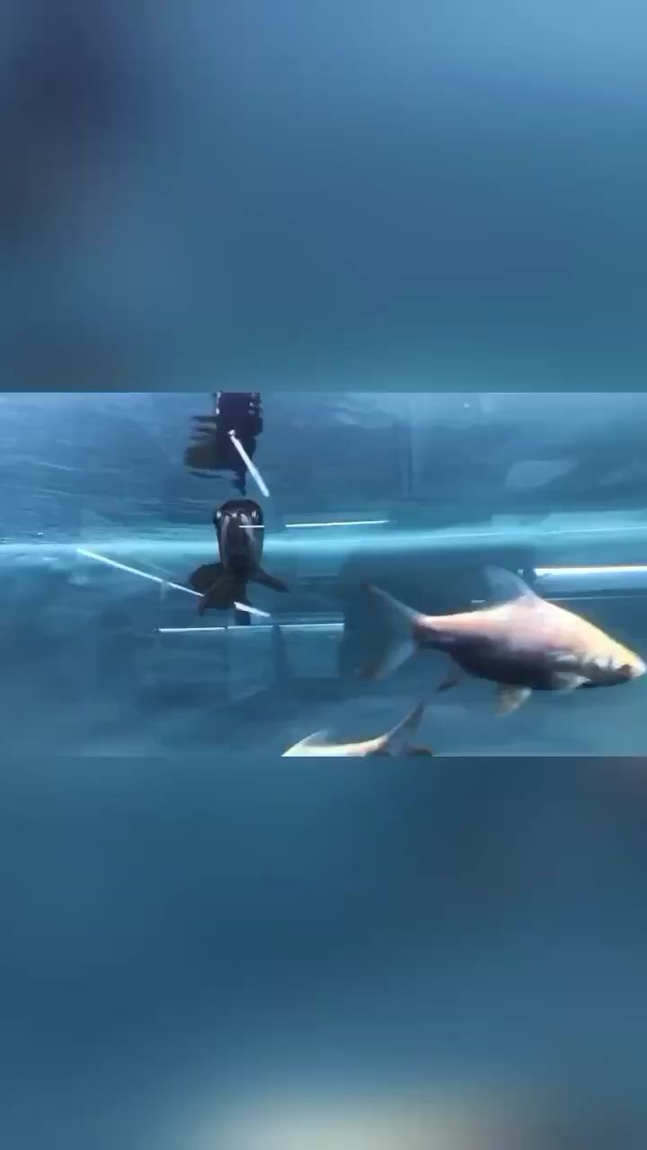 厦门水族馆古典小炮弹