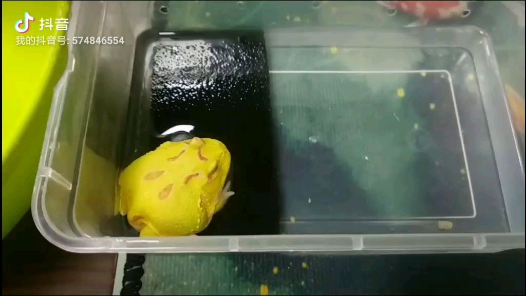 开封水族馆角蛙吃鱼