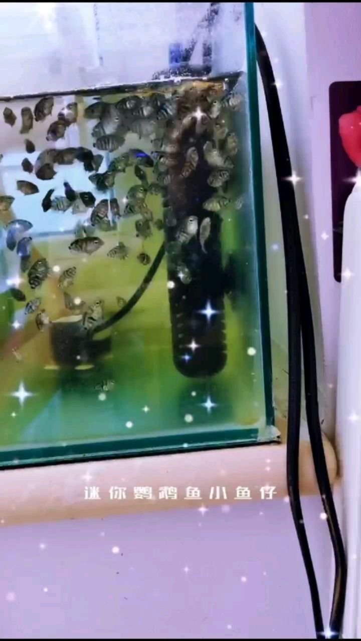 迷你鹦鹉鱼小鱼仔转让