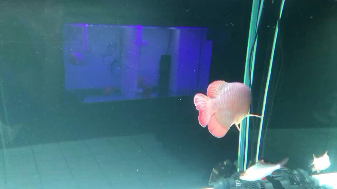 吕梁水族馆红龙鱼每天颜色都在变