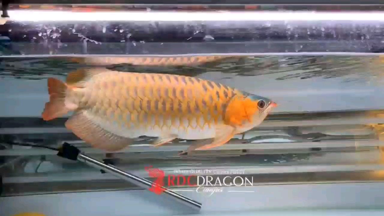 铁岭水族馆小胖子