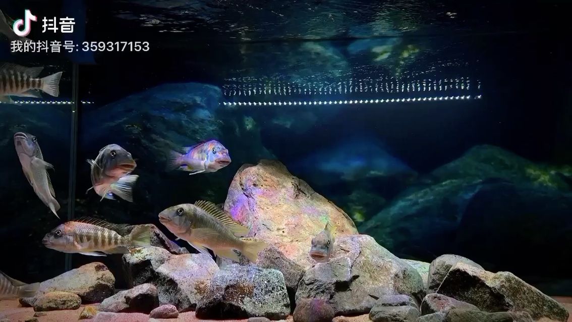 信阳水族馆龙王造景