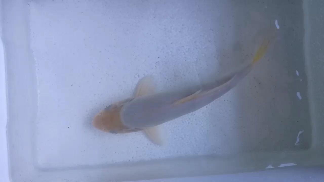 衡阳水族馆白芥子