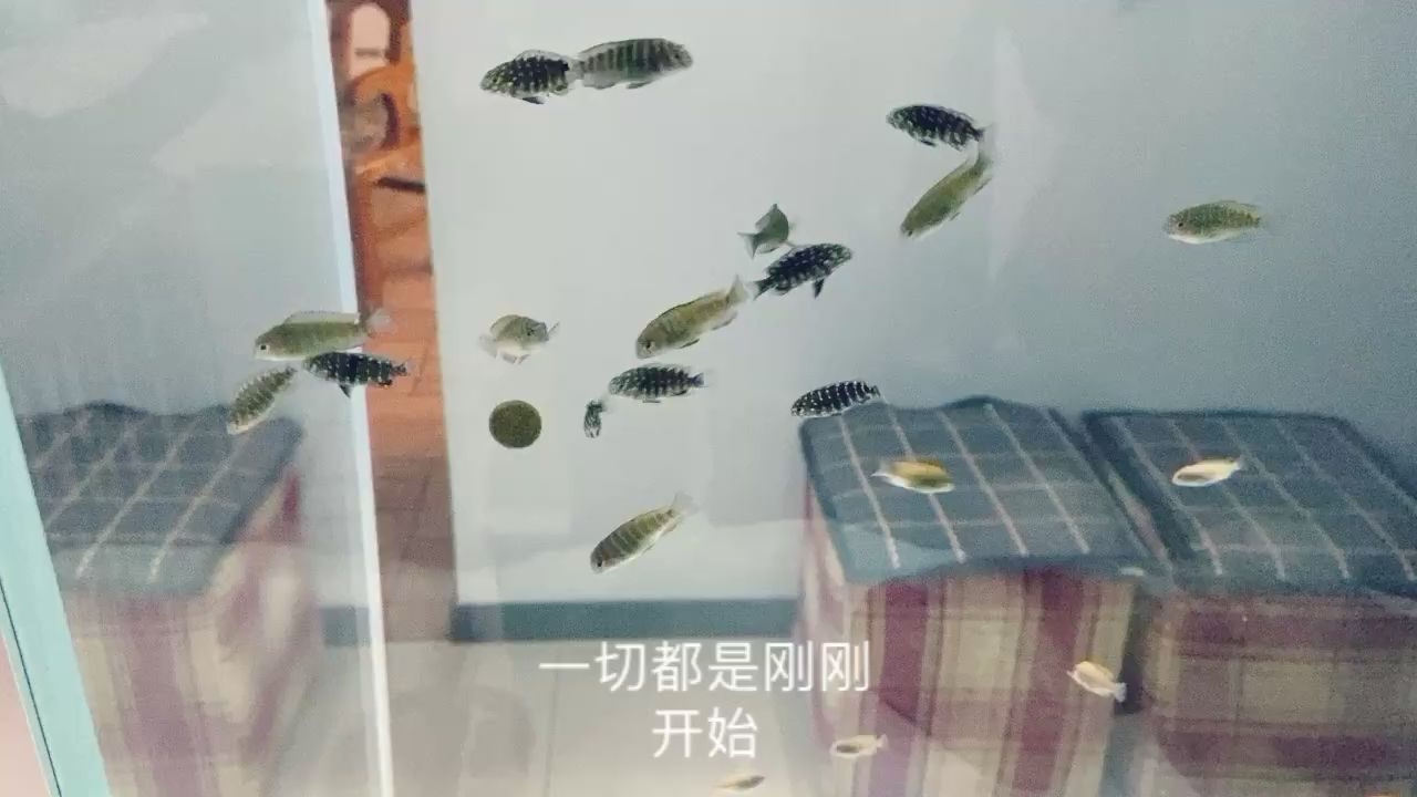 蝴蝶长得还挺快