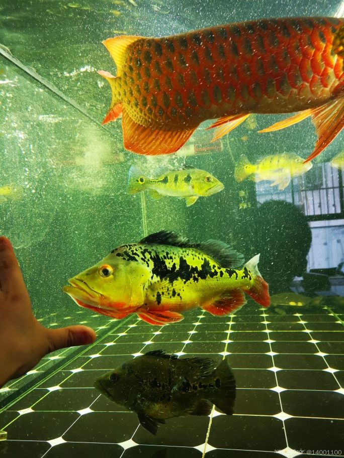 攀枝花水族馆我回来了