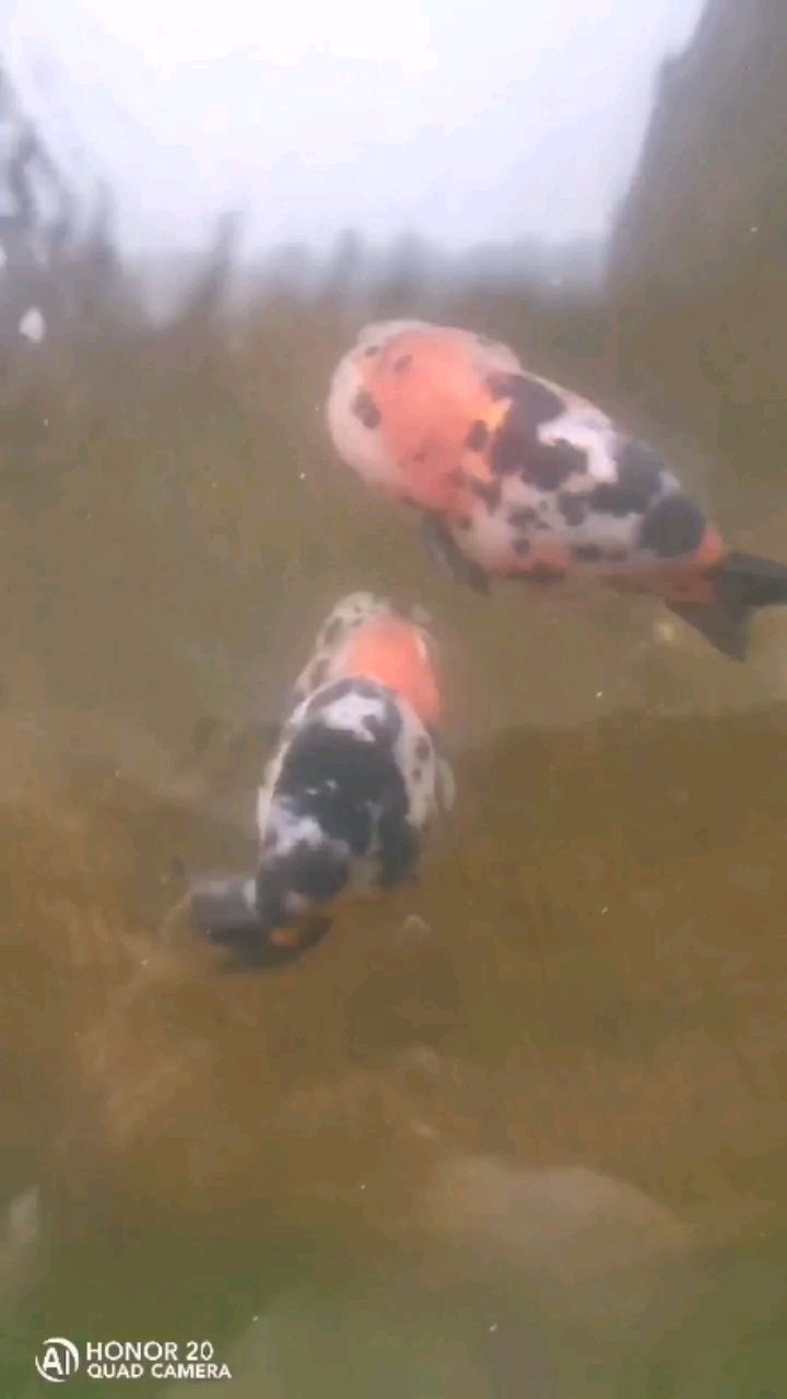 韩城水族馆小破鱼凑活看看