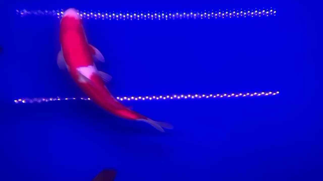 宜宾水族馆换个角度