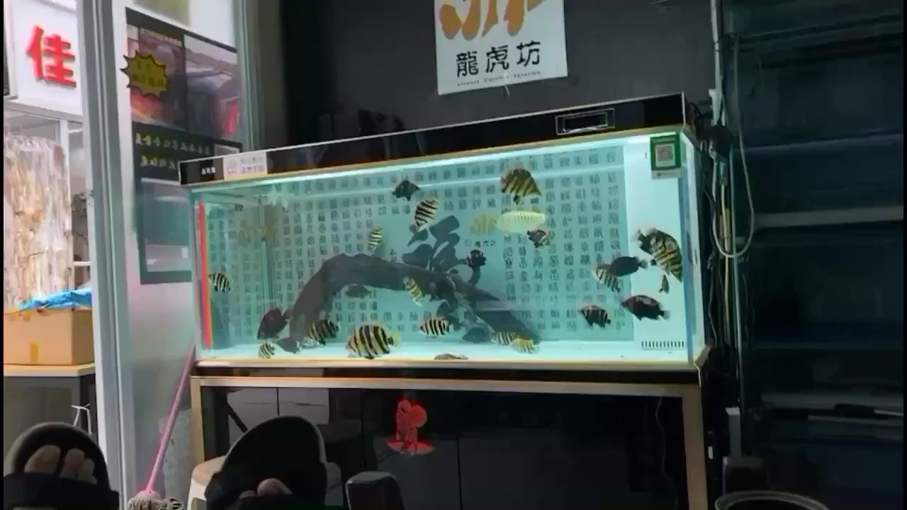 博尔塔拉蒙古自治州水族馆一缸虎