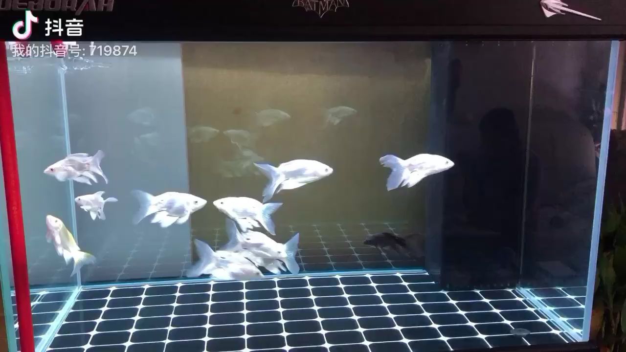 吐鲁番水族馆看看有进步吗？