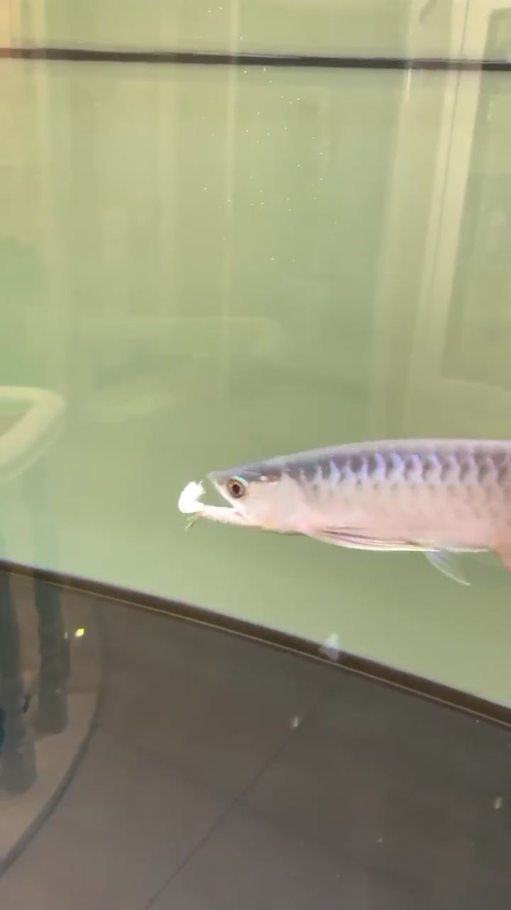 克拉玛依水族馆agus贡拜第三天喂食