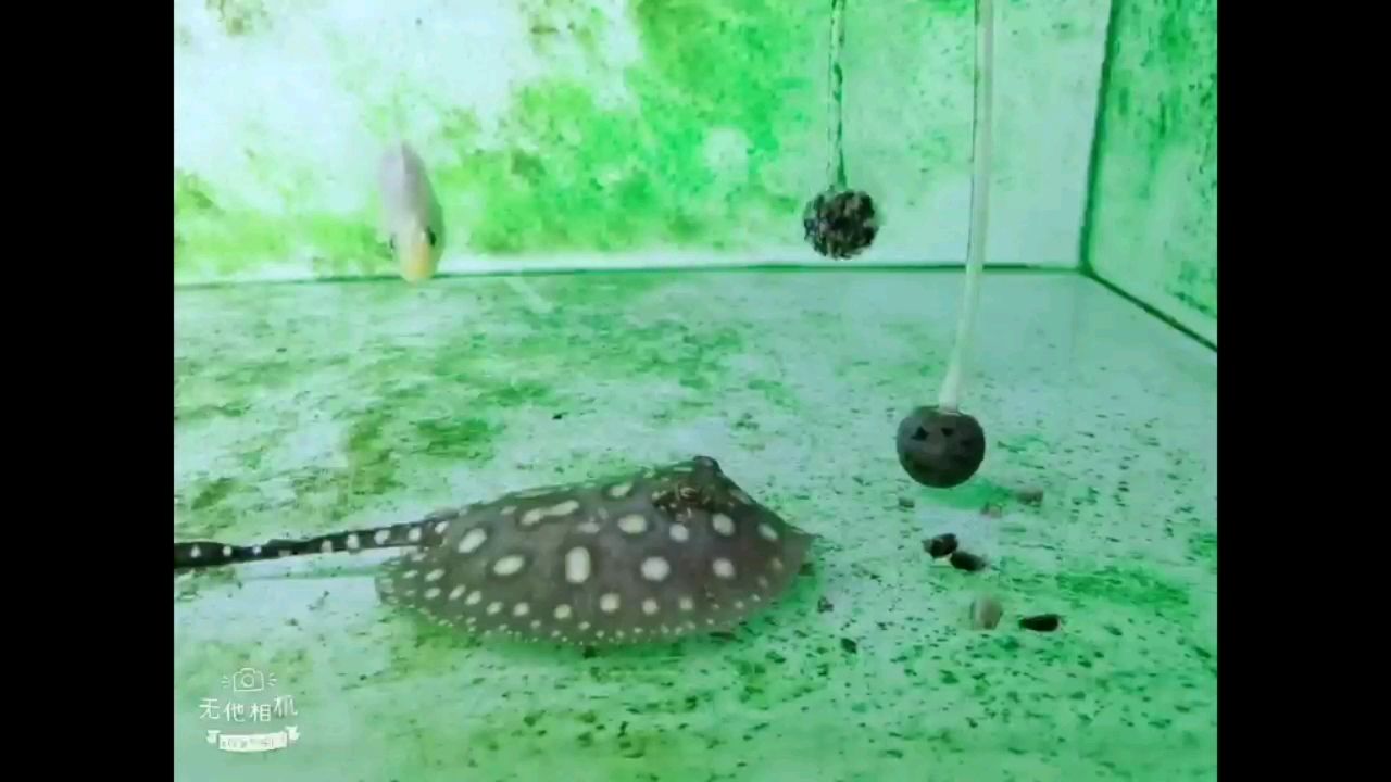 淮安水族馆小白再不吃就没了