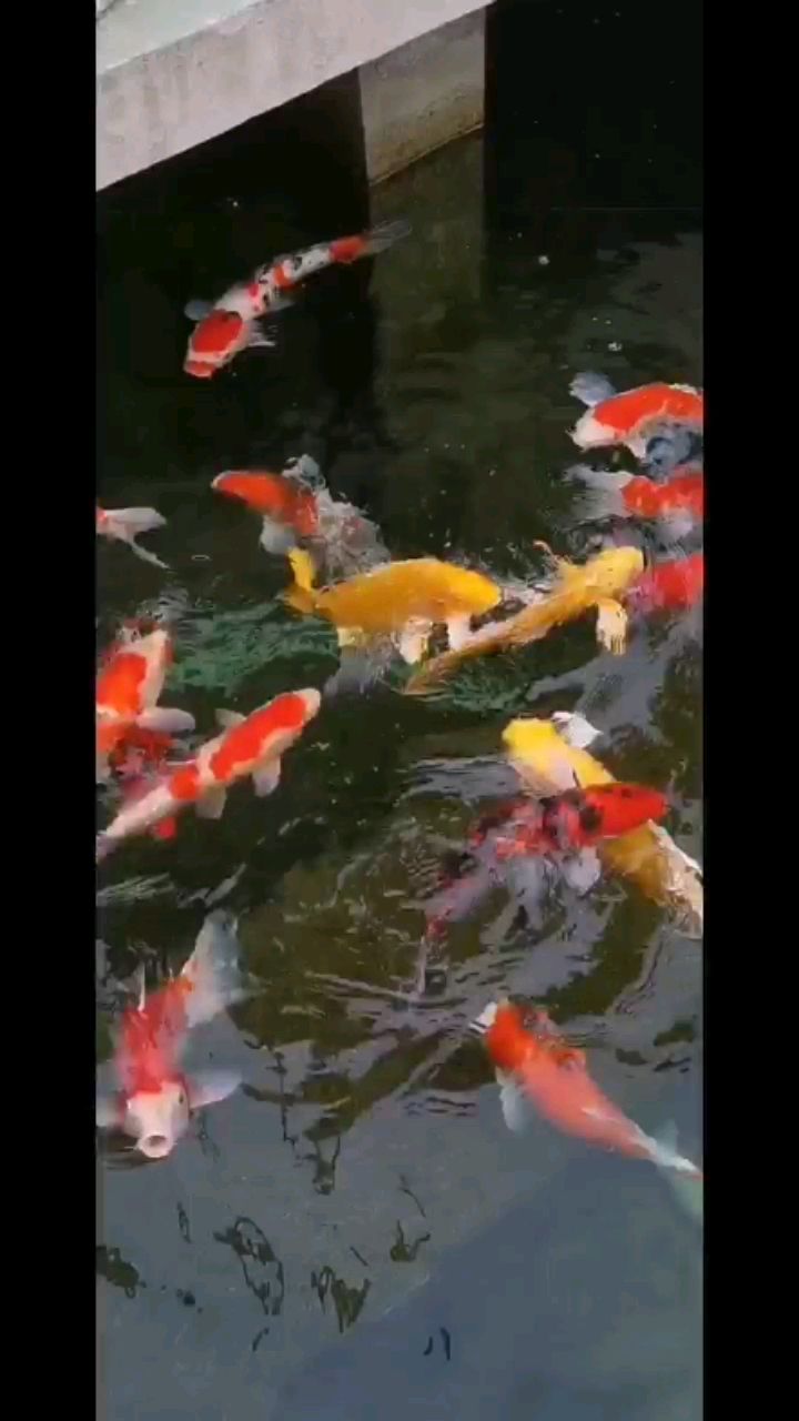 金昌水族馆喂喂食