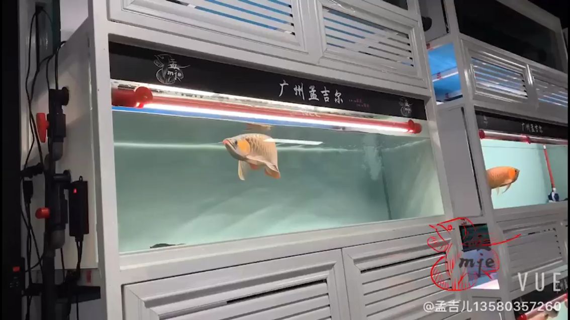 定西水族馆孟吉尔～万吉好色之选