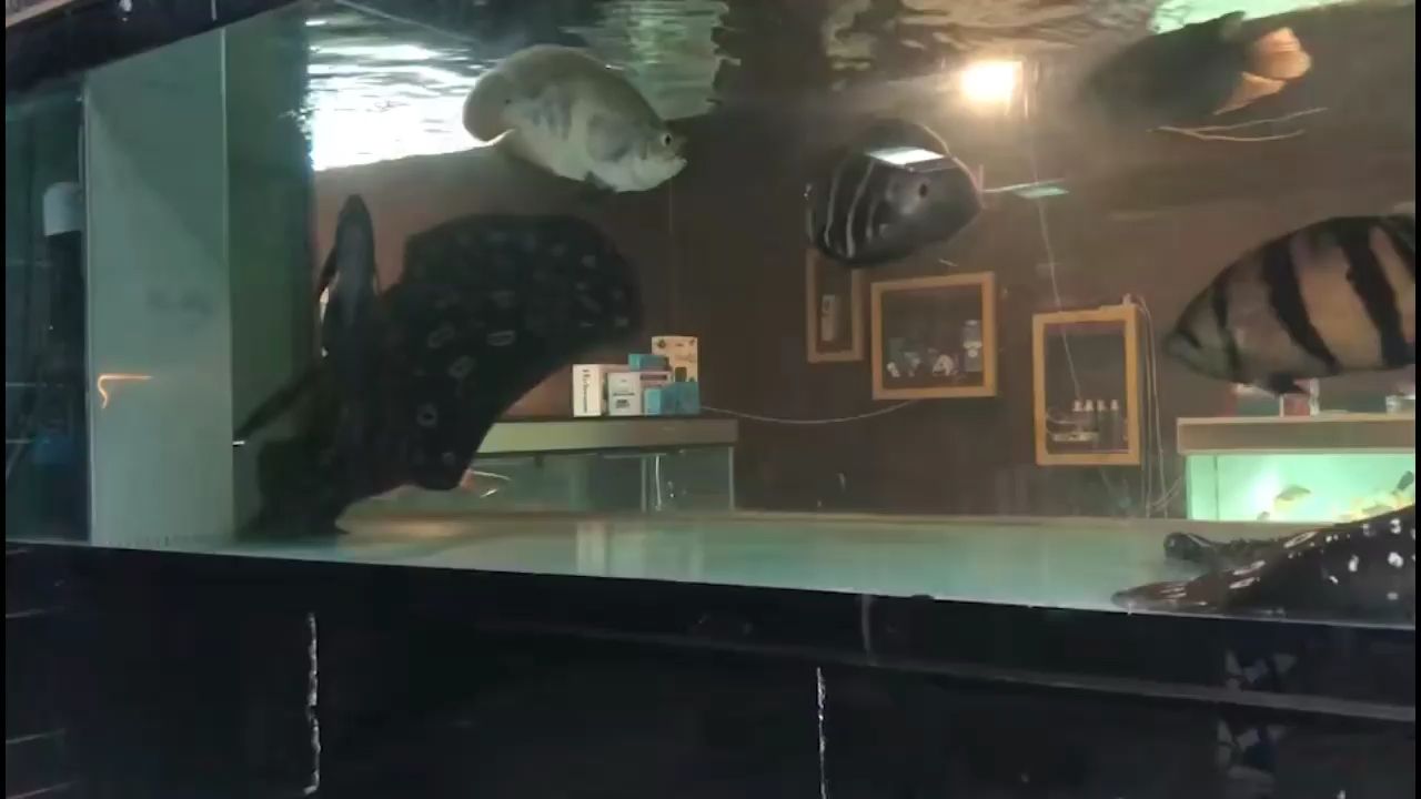 巴彦淖尔水族馆魟鱼嬉戏交配