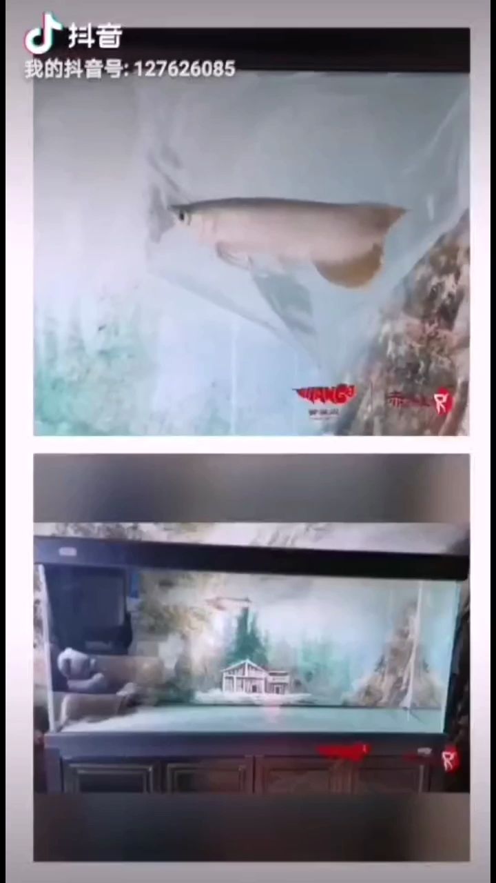 上海水族馆赤元素珍品入缸