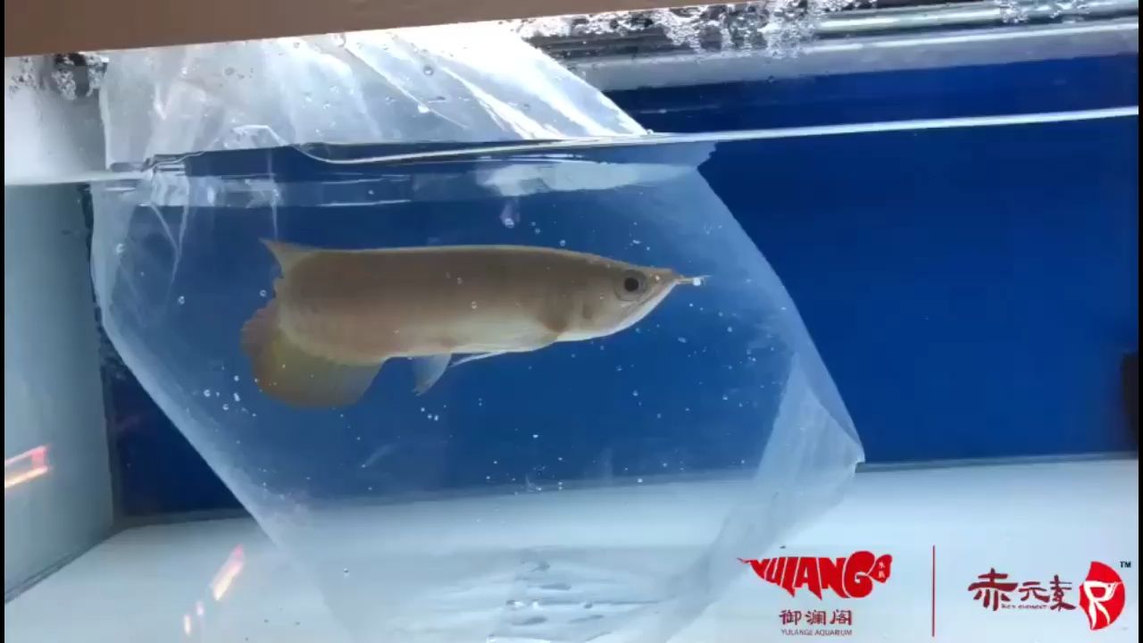 郴州水族馆赤元素珍品红龙出发上海