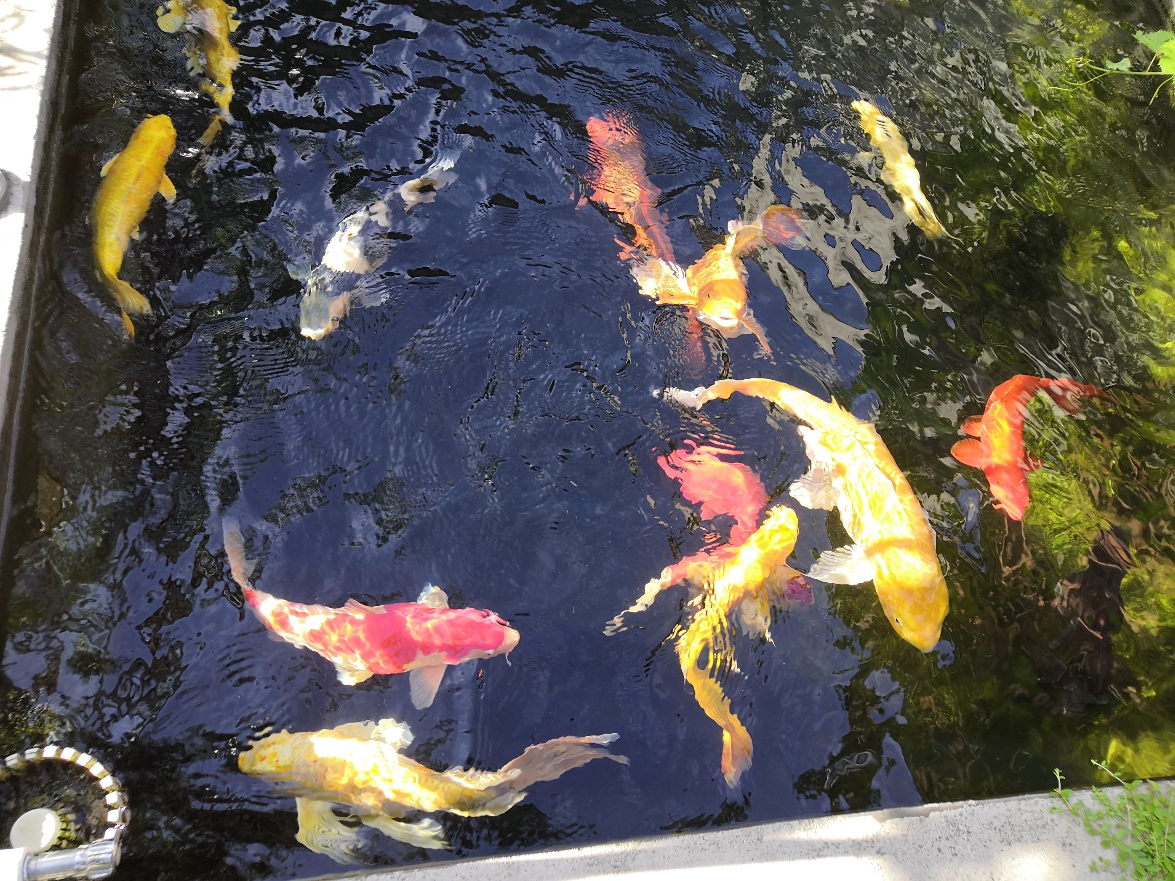 咸阳水族馆锦鲤鱼六六大顺poss