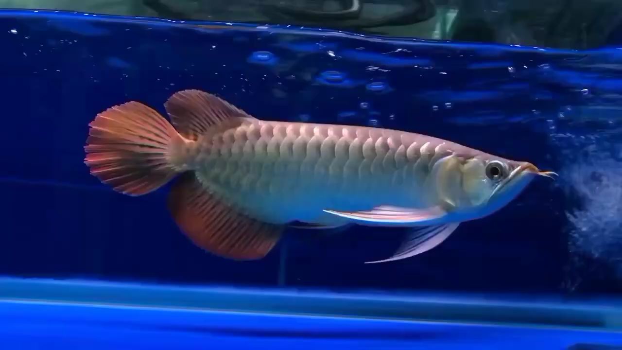 韶关水族馆该有的都有啊