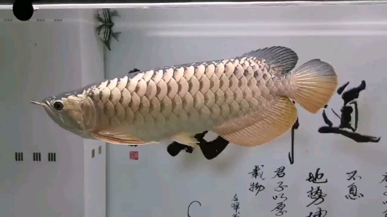 黄山水族馆小四八个月记录