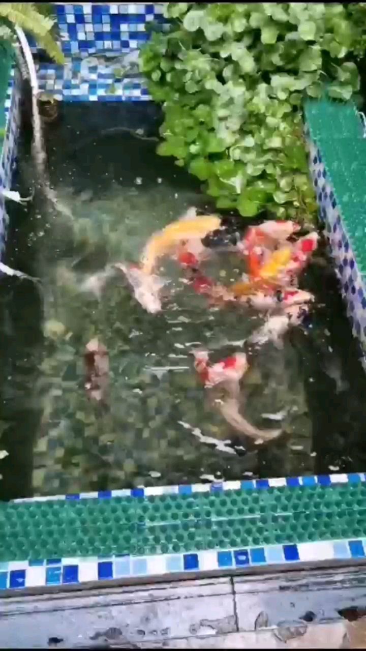 连云港水族馆土炮贴膘