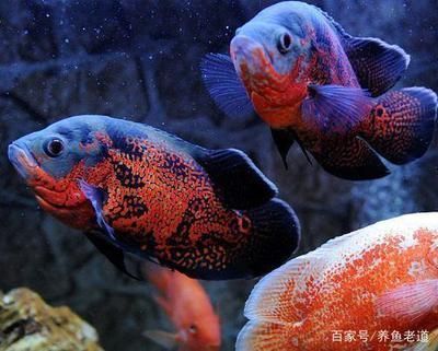 金龙鱼搭配什么鱼（金龙鱼混养水族箱布置技巧）