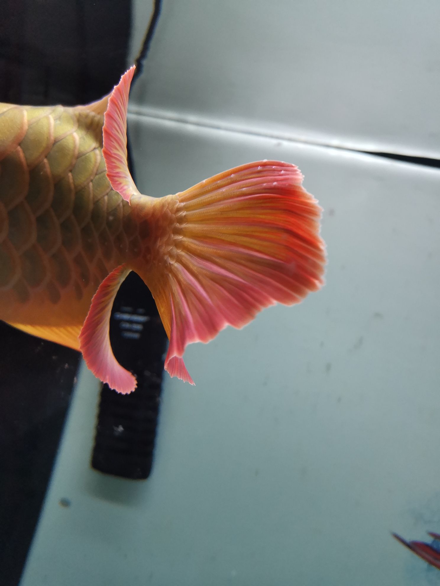 阜新水族馆大神请来一下 喷点菠萝鱼