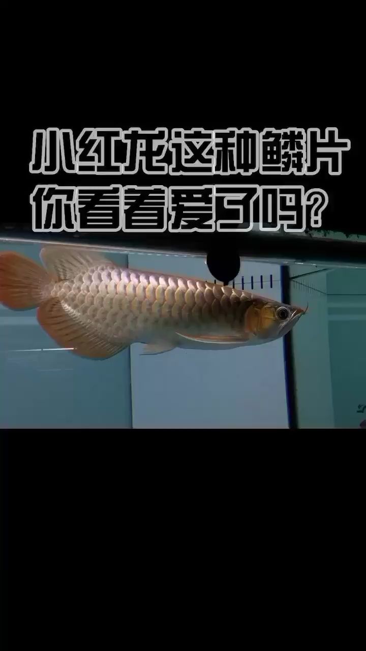 抛了光抓紧拍