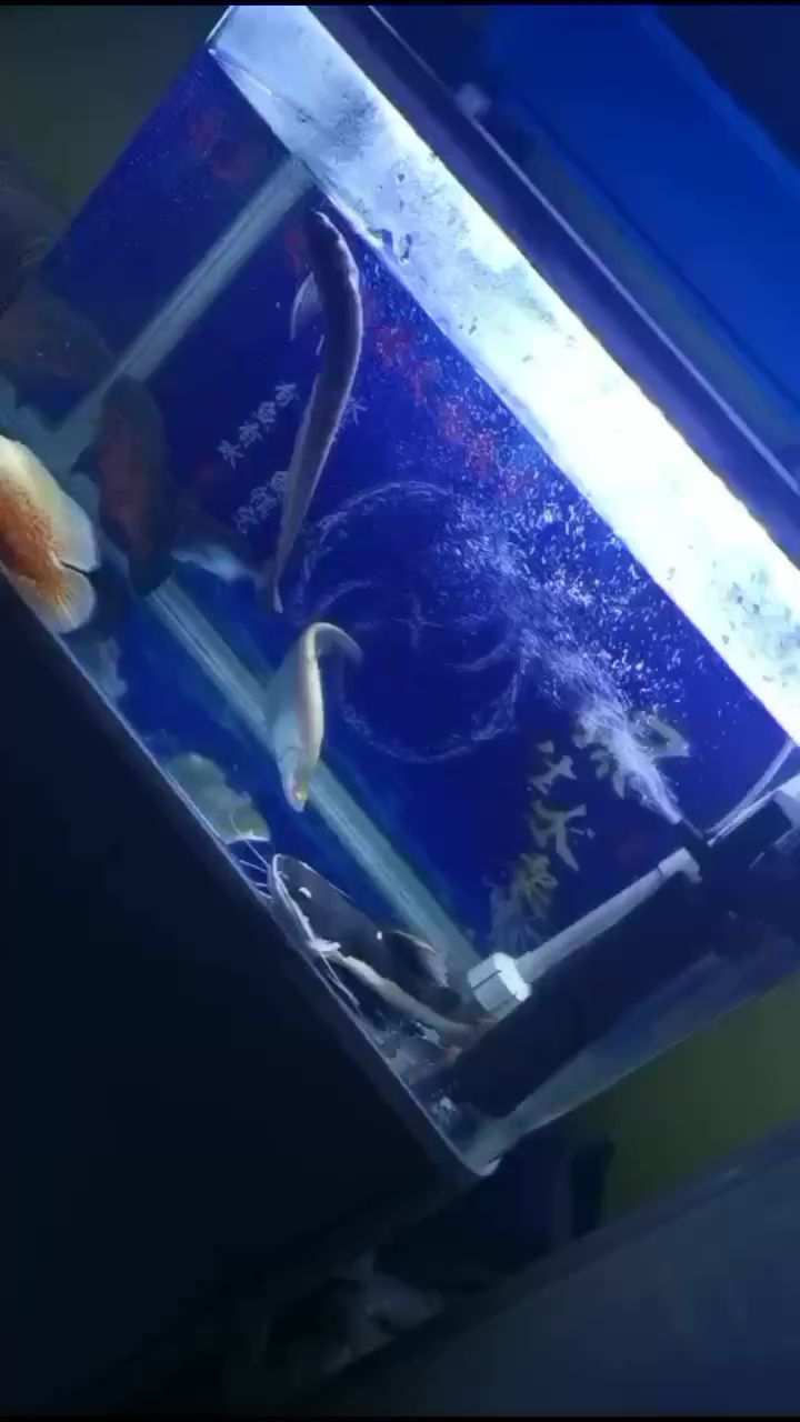 廊坊水族馆小银飘啊飘