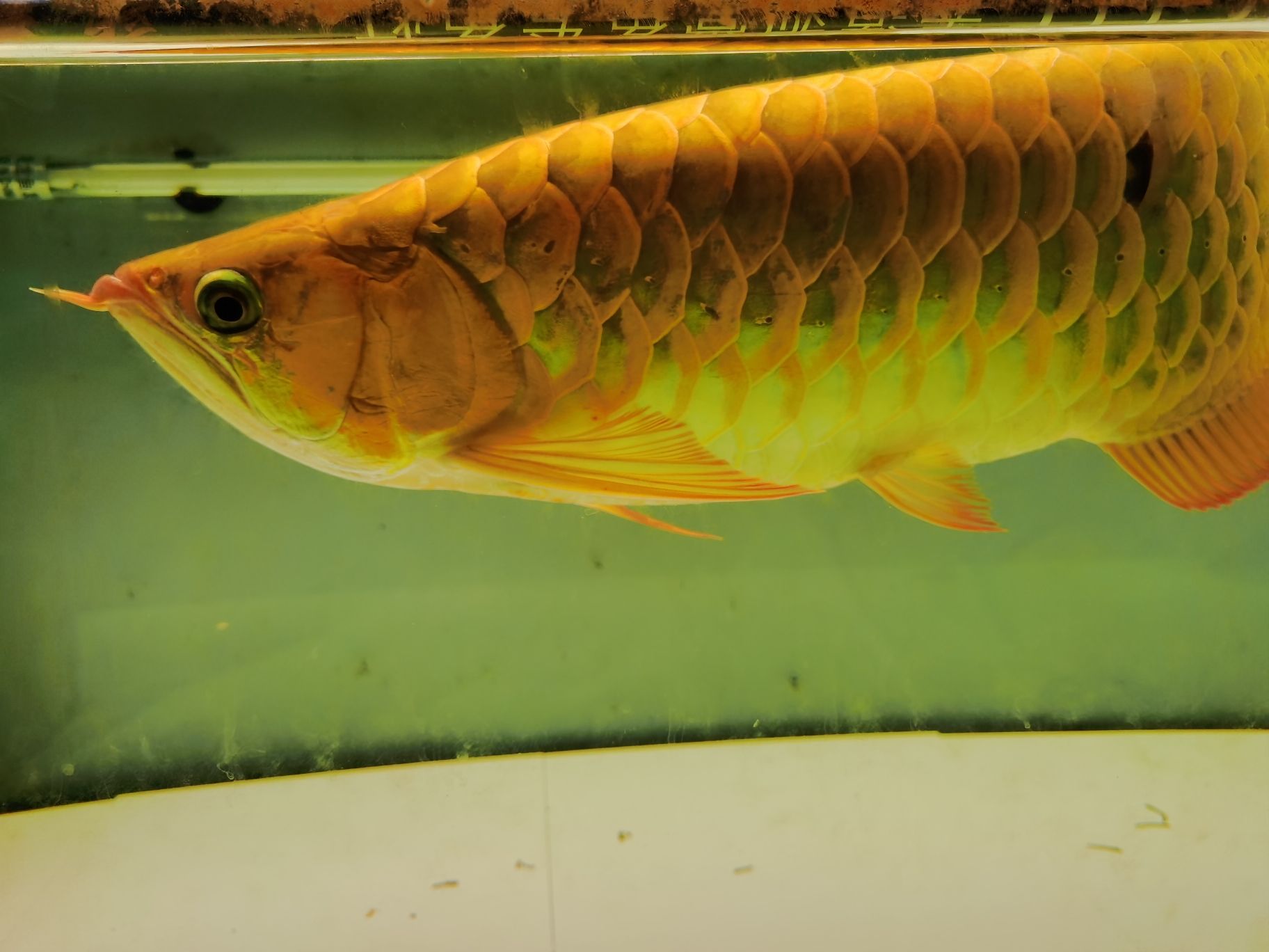 伊犁哈萨克自治州水族馆是否合格？