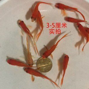 红龙鱼鱼苗怎么看品质好坏（红龙鱼鱼苗价格范围） 龙鱼百科 第4张