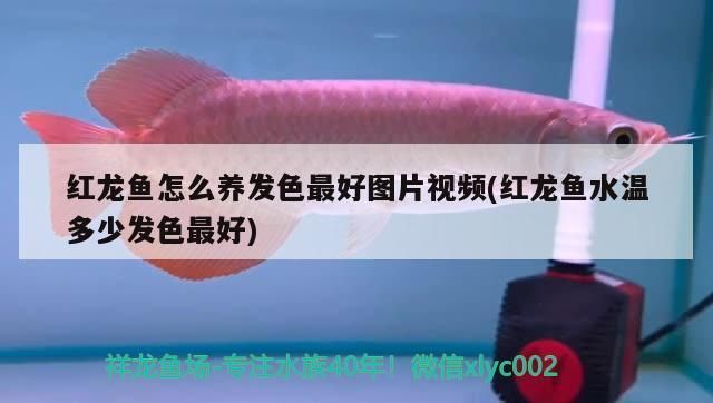 红龙鱼怎么才能发色快些（如何判断红龙鱼血统纯正）