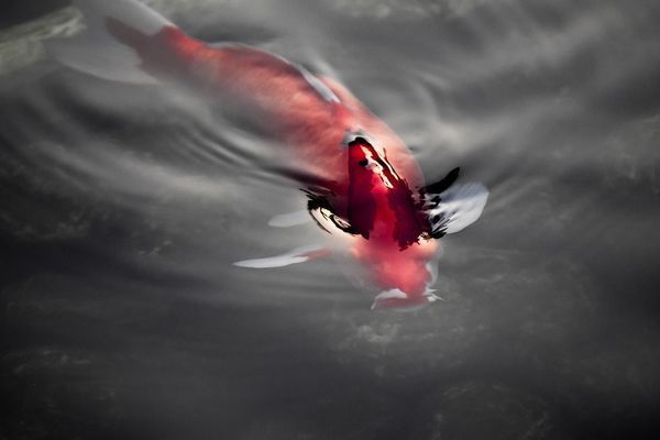 葫芦岛鱼缸(葫芦岛市哪最宜居)