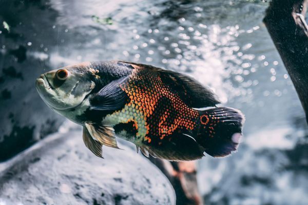 廊坊鱼缸(谁知道廊坊地区哪里批发水族箱啊)