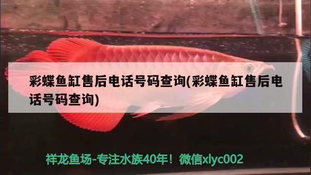 揭阳正大红龙养殖基地:红龙23辣椒一亩地产量