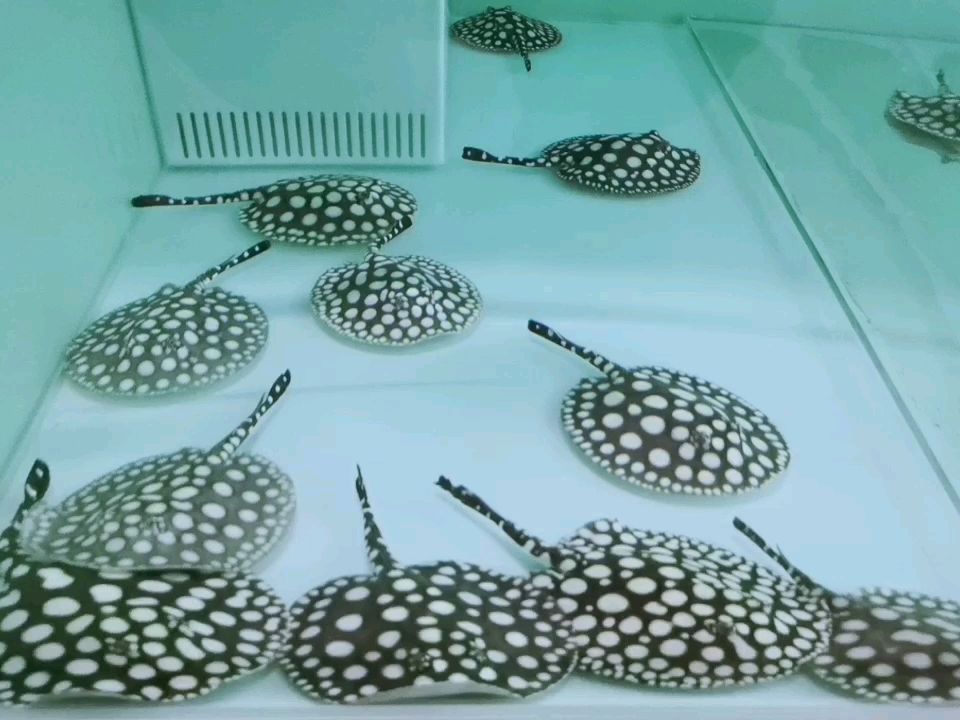 莱芜水族馆王牌魟鱼队