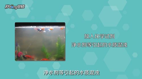 鞍山市铁东区七彩壁挂水族水族商店