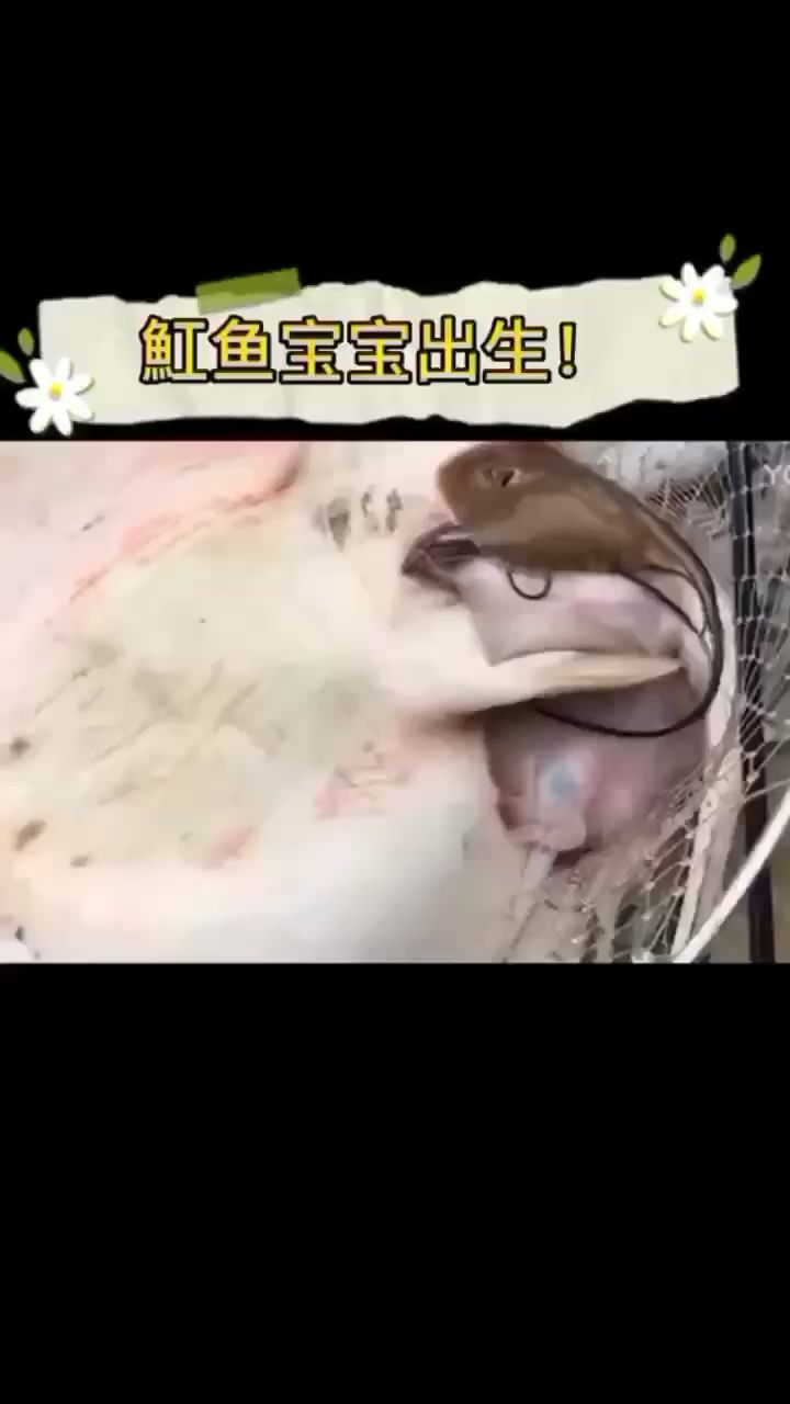 魟鱼生宝宝