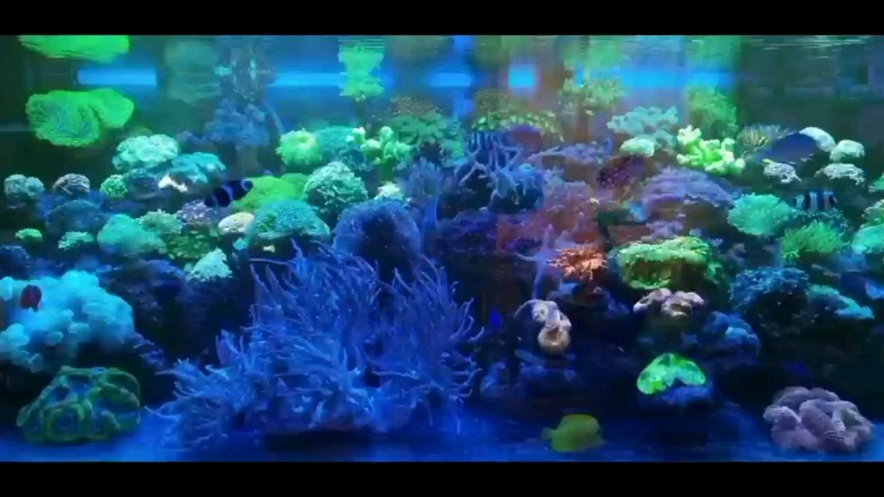 巴中水族馆海水缸欣赏一下