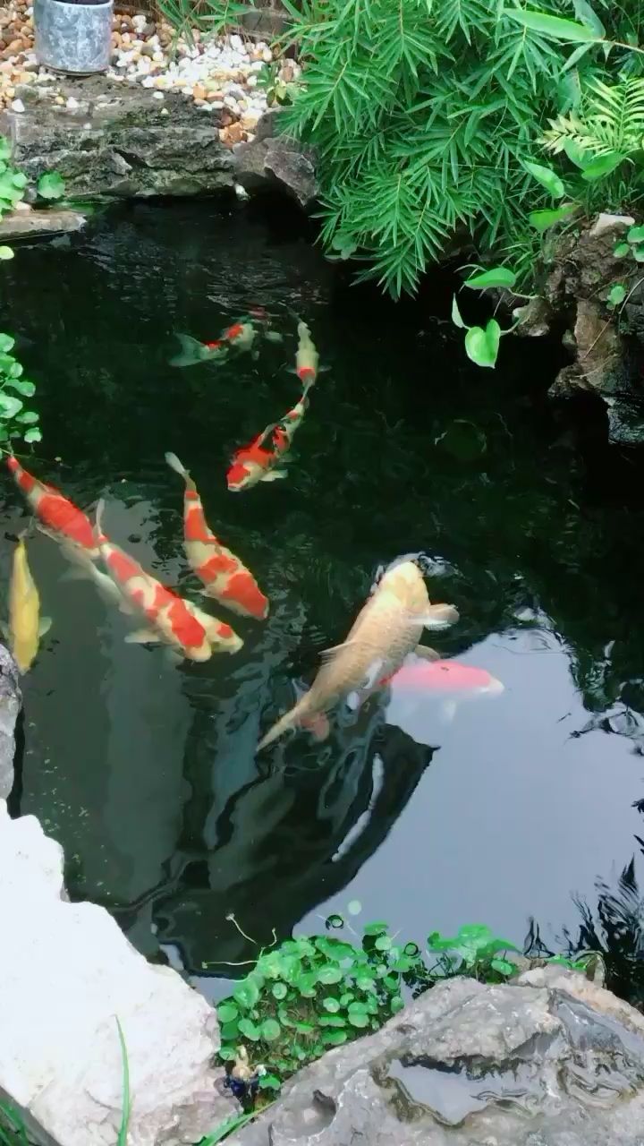 雨后．鱼乐．吾乐