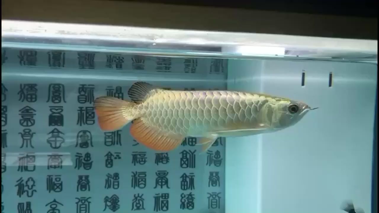 甘南州水族馆不反垢的金龙鱼