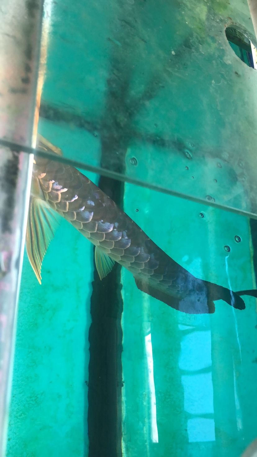 东莞水族馆满背