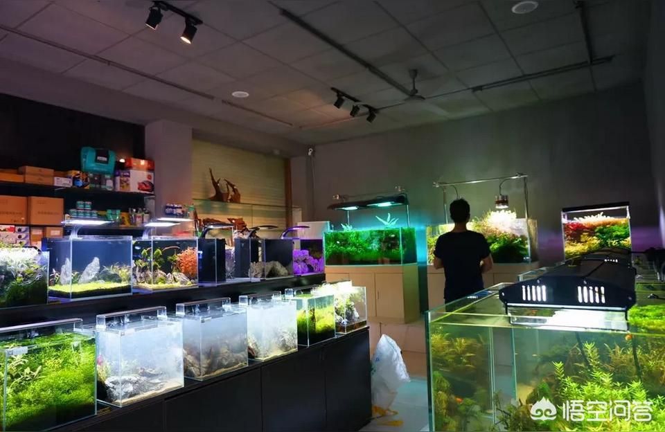 毕节哪里有水族馆（店）:如何经营好一家水族店