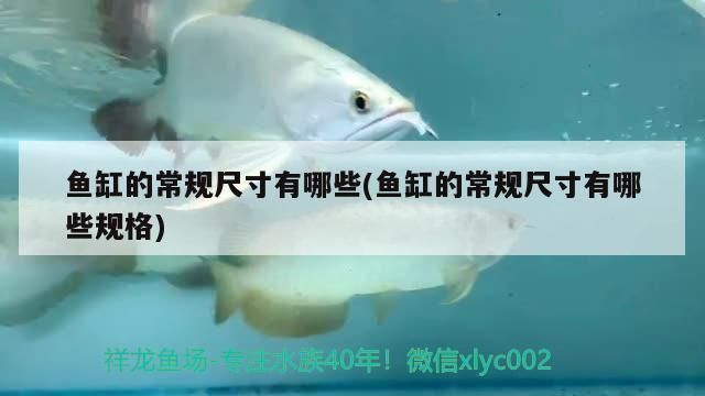 揭阳哪里有水族馆（店）:从辽宁葫芦岛自驾游去海南海口