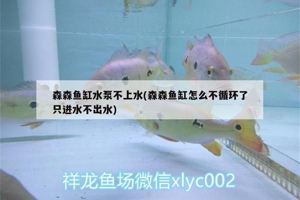 汕尾鱼池过滤滤材:求海丰汕尾肠粉的酱料配方