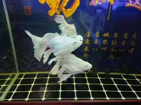 三门峡哪里有水族馆（店）