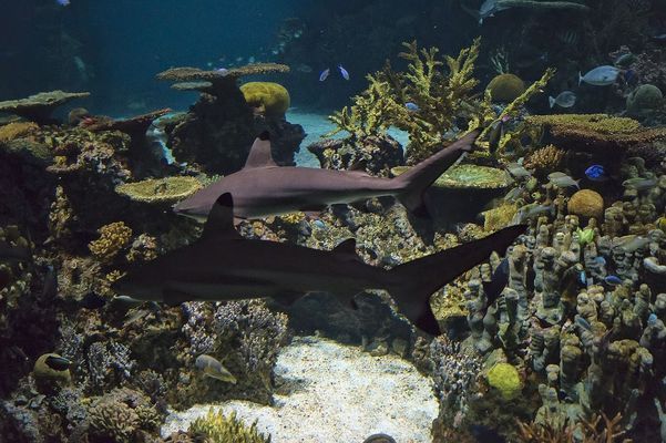 宿州哪里有水族馆（店）