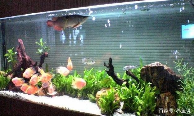 博尔塔拉蒙古自治州鱼池水泵设备 广州水族器材滤材批发市场