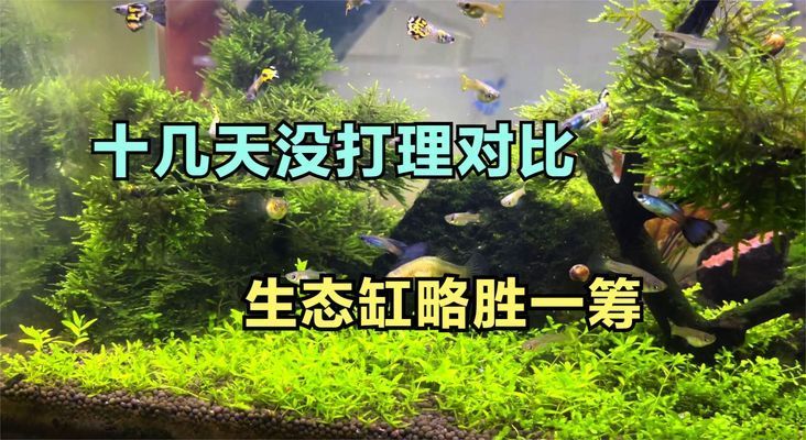 龙血树风水大忌属相