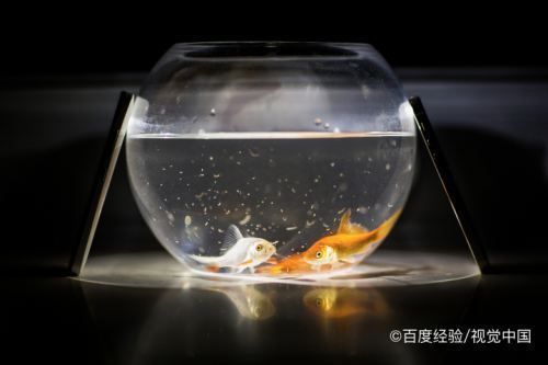 龙鱼风水讲究